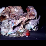 Manganese Star 12x12 in.jpG